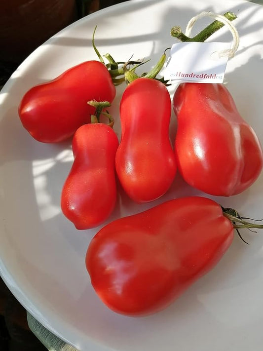 Tomato, Eggplant, and Pepper Planting Guide for Organic Gardening