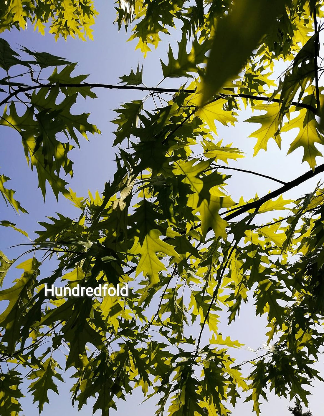 Close-up of vibrant green red oak leaves glistening under the summer sun, showcasing their classic lobed shape and fresh seasonal growth.