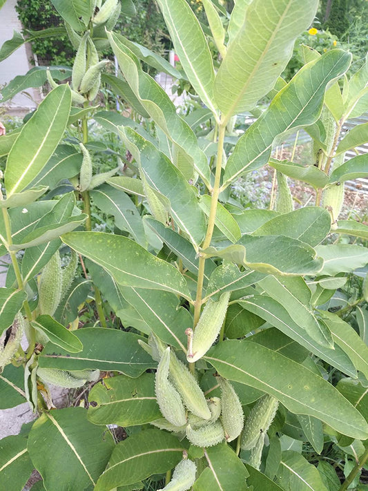 Saving Monarch Butterflies on the Cheap