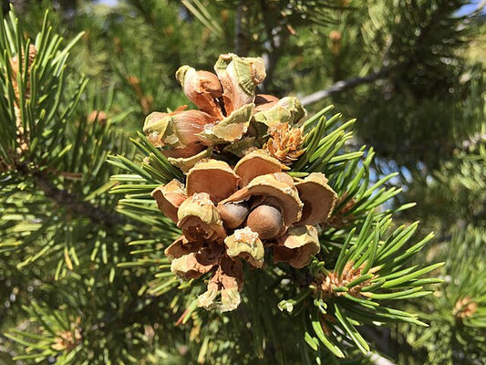 Colorado Pinyon Pine 10 Tree Seeds - Pinus edulis Aromatic Evergreen Produce Edible Nuts