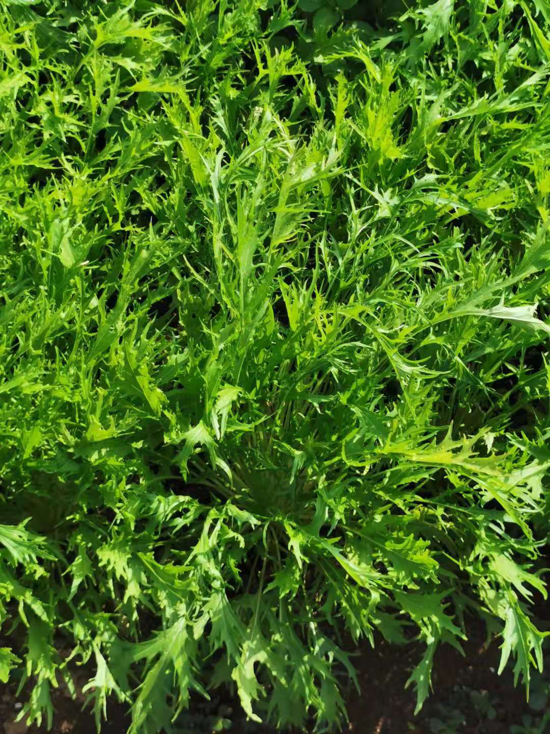 Mizuna, légume à la moutarde japonaise, 500 graines à planter par Hundredfold – Heirloom non hybride, non OGM, pour salade et soupe, convient pour les conteneurs, les micro-pousses et l'hydroculture