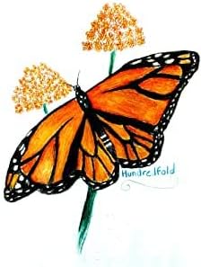 Common Milkweed Seeds – Asclepias syriaca Restoration Size (1/2lb) | Covers ~4,000 ft² in mixed plantings, Ideal for Monarch habitats | Hundredfold