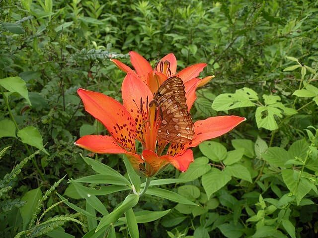 Wood Lily 30 Seeds - Lilium philadelphicum Prairie Lily Canada Native Wildflower Excellent for Hummingbird and Bee Garden, Expert-Level Planting | Hundredfold