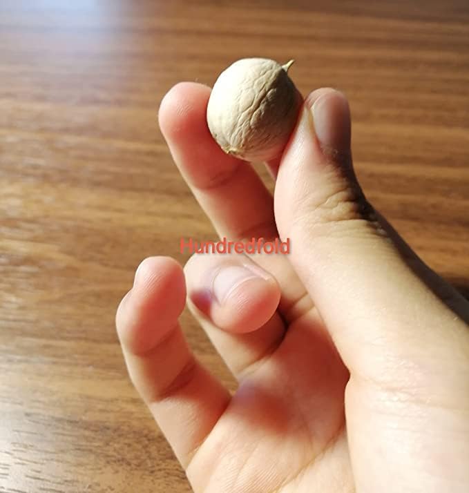 Bitternut Hickory Tree Seeds – 50 Fresh Nuts Carya cordiformis Ontario Native Hickory for Reforestation, Parks, Farms, Large Properties, Firewood & Smoking Wood | Hundredfold