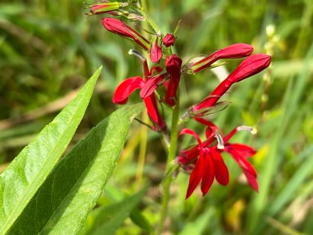 Cardinal Flower Seeds – 500 Vibrant Red Blooms (Lobelia cardinalis), Ontario Native Perennial, Attracts Hummingbirds & Butterflies – Perfect for Gardens & Wetlands