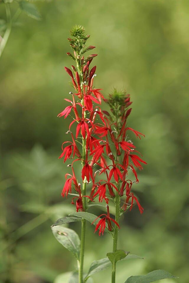 Cardinal Flower Seeds – 500 Vibrant Red Blooms (Lobelia cardinalis), Ontario Native Perennial, Attracts Hummingbirds & Butterflies – Perfect for Gardens & Wetlands