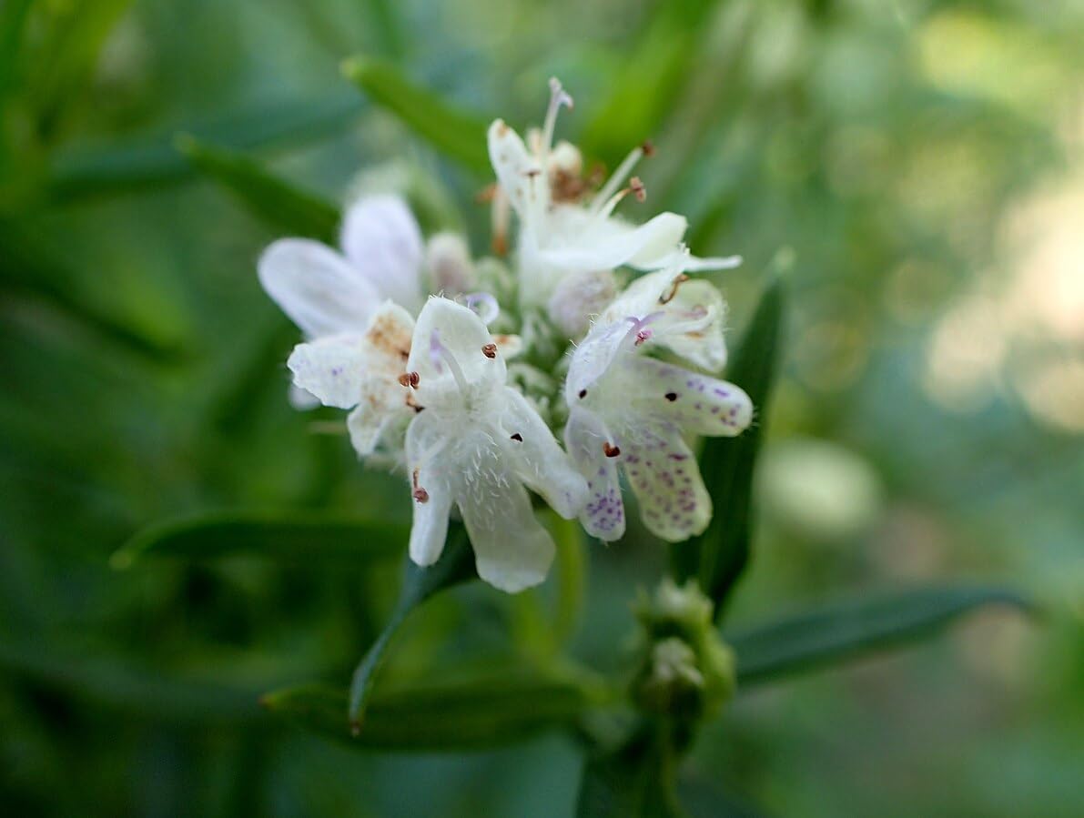 Mountain Mint 100 Herb Seeds - Pycnanthemum virginianum Canada Native Perennial Wildflower, Highly Attractive to Bees &Butterflies, Pollinator Garden Staple