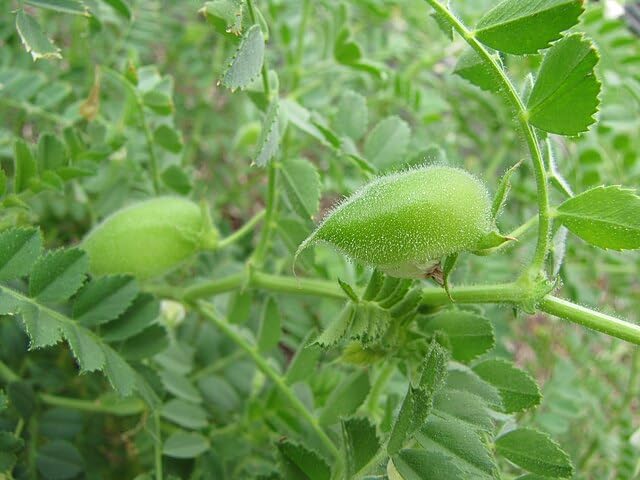 Graines de pois chiches biologiques cultivées au Canada 1 oz (29 g) - Légumineuse locale de la Colombie-Britannique adaptée au climat froid, fixatrice d'azote et trèfle moulu