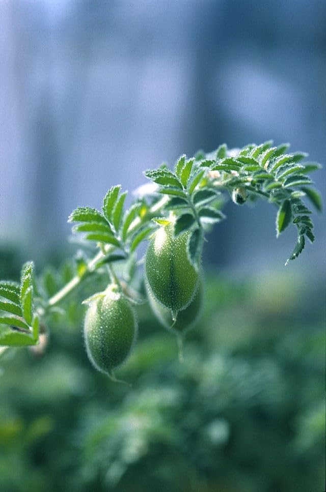 Graines de pois chiches biologiques cultivées au Canada 1 oz (29 g) - Légumineuse locale de la Colombie-Britannique adaptée au climat froid, fixatrice d'azote et trèfle moulu