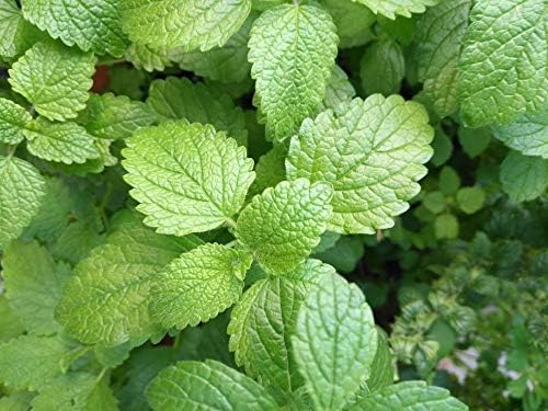 Hundredfold Lemon Balm Herb 1000 Seeds - Melissa officinalis for Aromatic Mint Tea