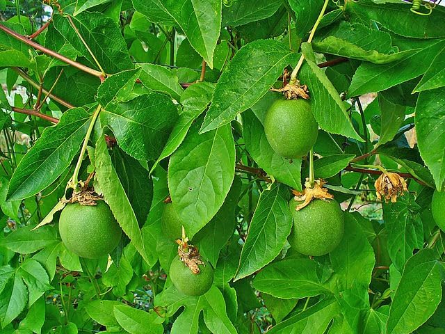 Maypop Purple Passionflower 5 Seeds - Passiflora Incarnata, Apricot Vine, Passion Vine, US Native Perennial with Fragrant Flowers, Edible Fruits