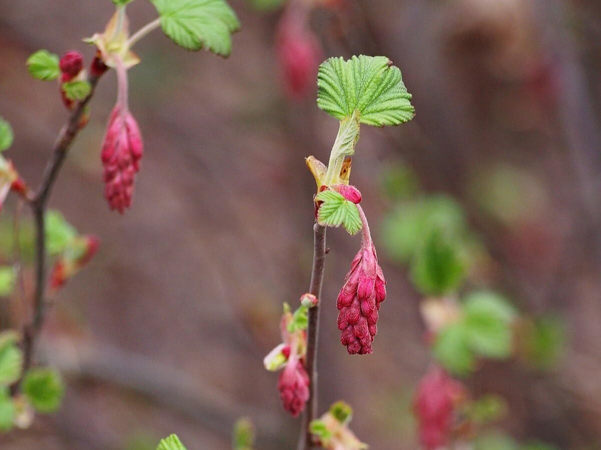 Red-Flowering Currant 20 Seeds - Ribes sanguineum Pink-Flowered Fruit Shrub, British Columbia Native Bush, Attract Hummingbirds, Butterflies & Bees