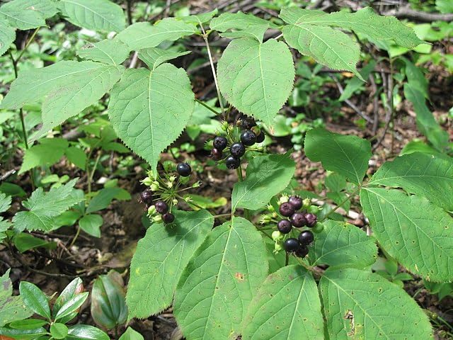 Wild Sarsaparilla (Aralia nudicaulis) -20 Seeds | Canada Native Wildflower, Shade-Tolerant Perennial | Woodland Herb for Shade Gardens, Natural Landscaping