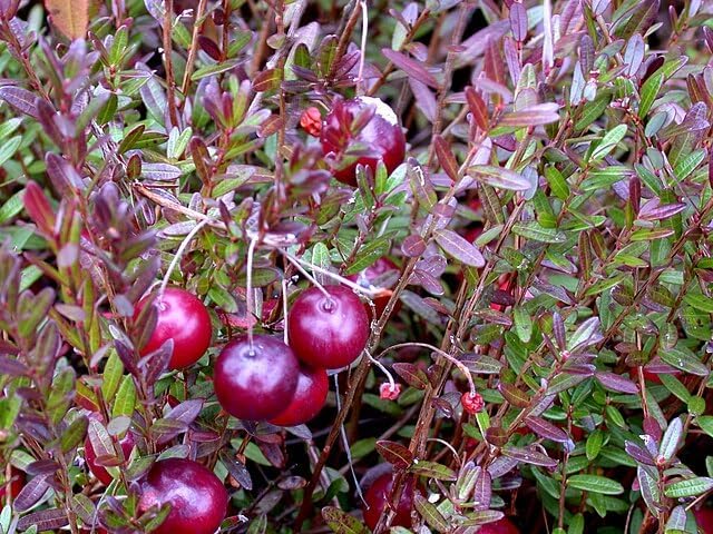 Cranberry Shrub Seeds for Planting, Vaccinium macrocarpon, 30 Seeds, Canada Grown | Hundredfold