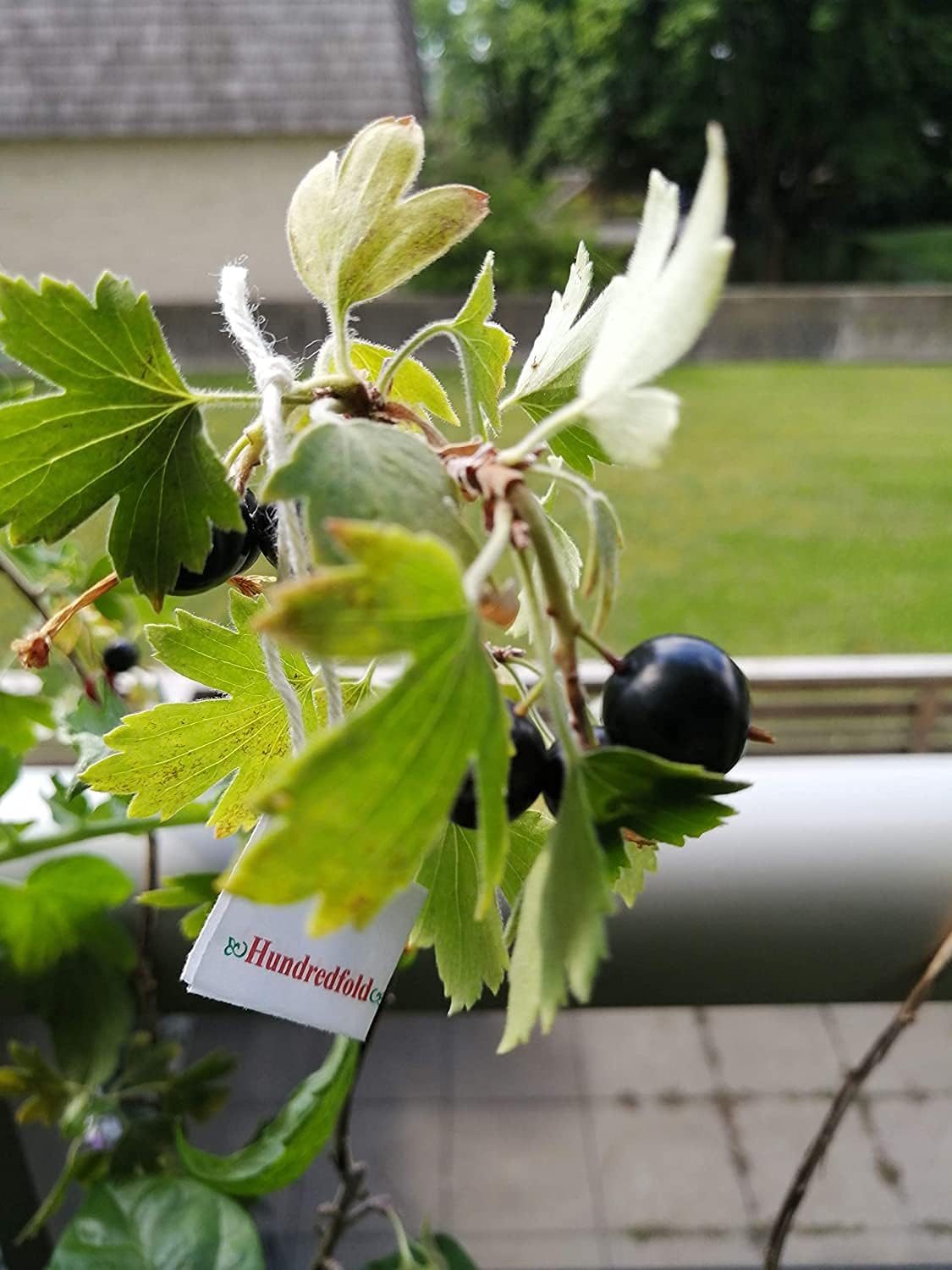 Golden Currant 20 Fruit Shrub Seeds - Ribes aureum Clove Current, Canada and USA Native, Produce Fragrant Flowers and Showy Fruits, Ornamental Bush | Hundredfold