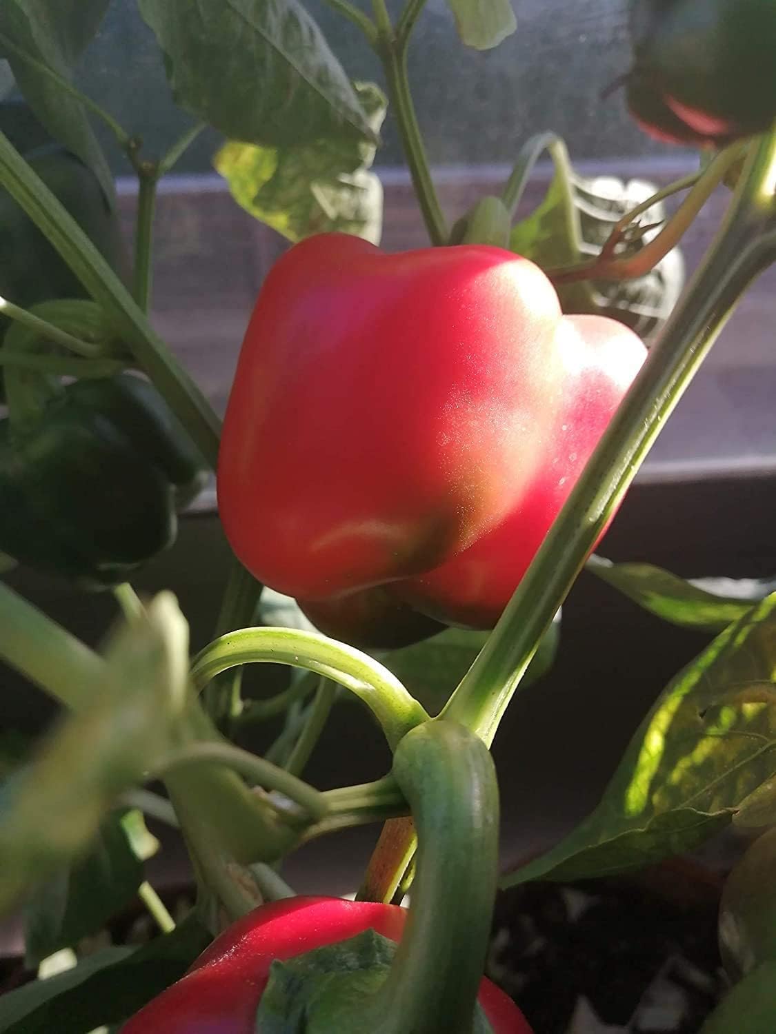 Poivron doux King of The North 20 graines de légumes pour la plantation en pot de jardin - Capsicum annuum Heirloom sans OGM, pour salade ou rôti