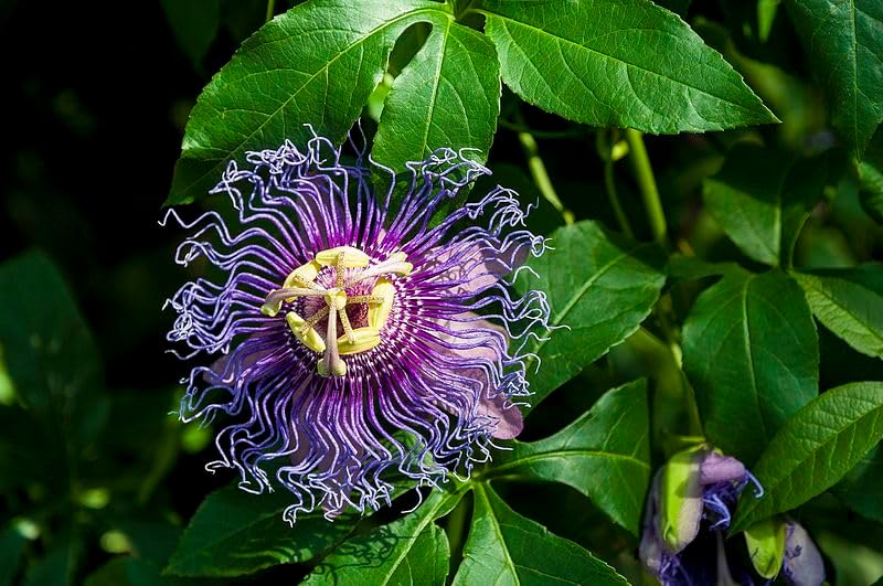 Maypop Purple Passionflower 5 Seeds - Passiflora Incarnata, Apricot Vine, Passion Vine, US Native Perennial with Fragrant Flowers, Edible Fruits
