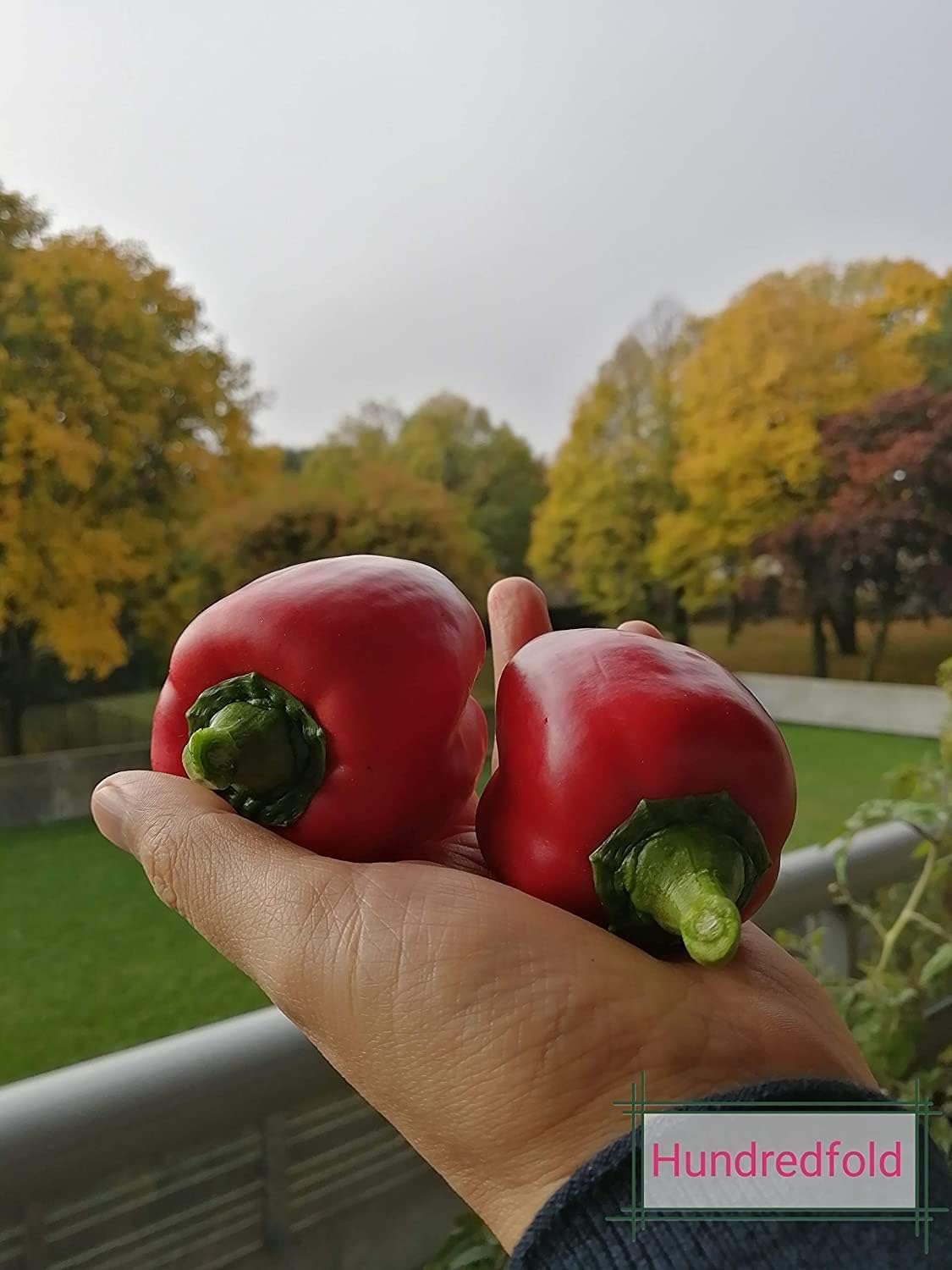 Poivron doux King of The North 20 graines de légumes pour la plantation en pot de jardin - Capsicum annuum Heirloom sans OGM, pour salade ou rôti
