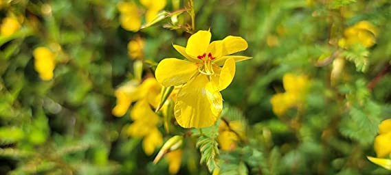 Hundredfold Partridge Pea 50 Seeds - Chamaecrista fasciculata Canada Native Wildflower, Sleepingplant, Sensitive Pea Plant, Excellent for Children Garden, Teaching Garden or Native Meadow