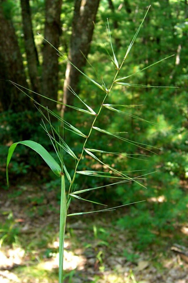 Bottlebrush Grass 100 Seeds - Elymus Hystrix (Eastern Canada Native) | Woodland Perennial, Shade Tolerant, Drought Resistant | Attracts Birds & Butterflies | Wildlife Garden Natural Landscaping