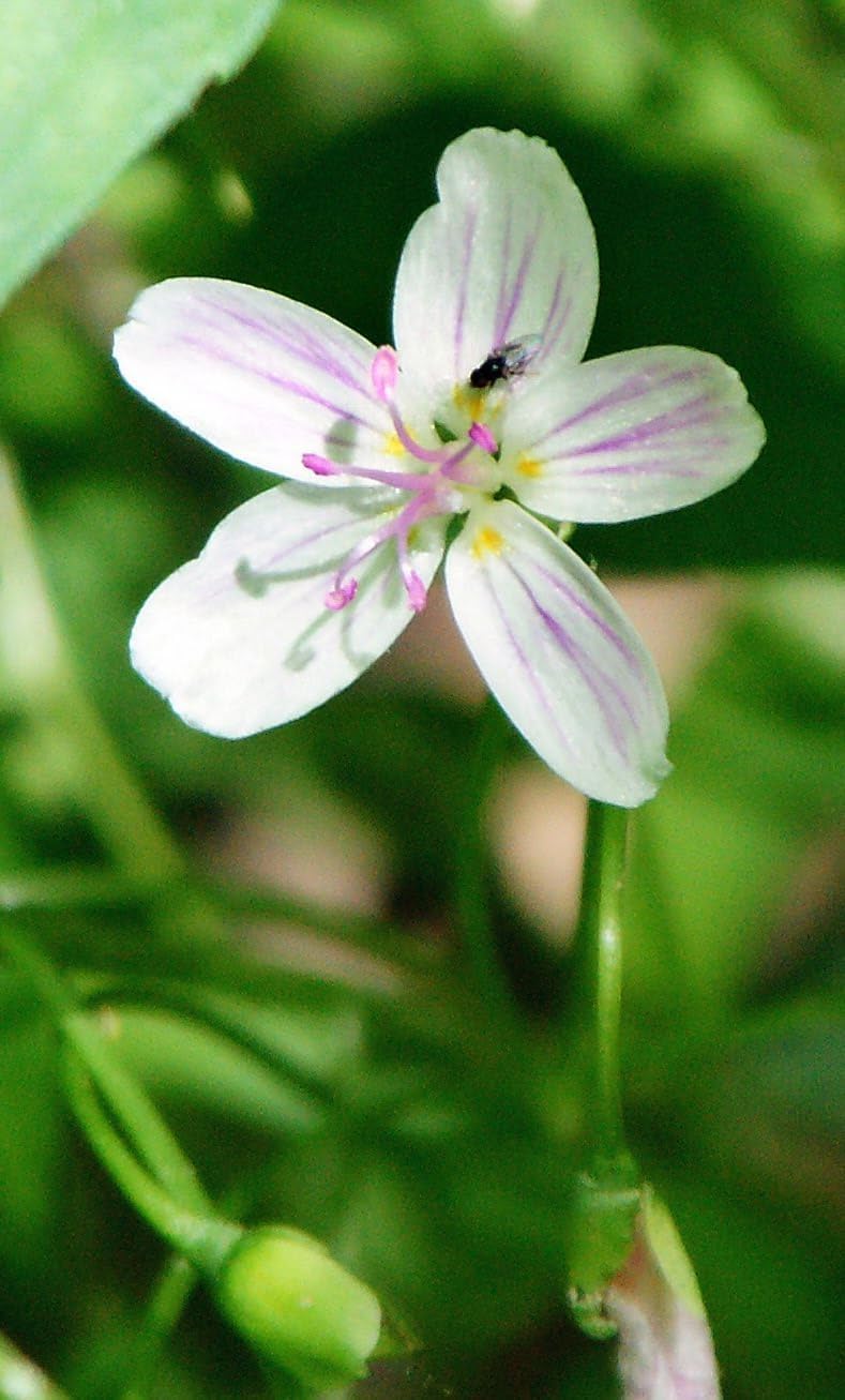 Virginia Springbeauty 50 Wildflower Seeds - Claytonia virginica Spring Beauty Canada USA Native Woodland Perennial, Produce Edible Tuber, Grass Like Leaves, Lawn Friendly