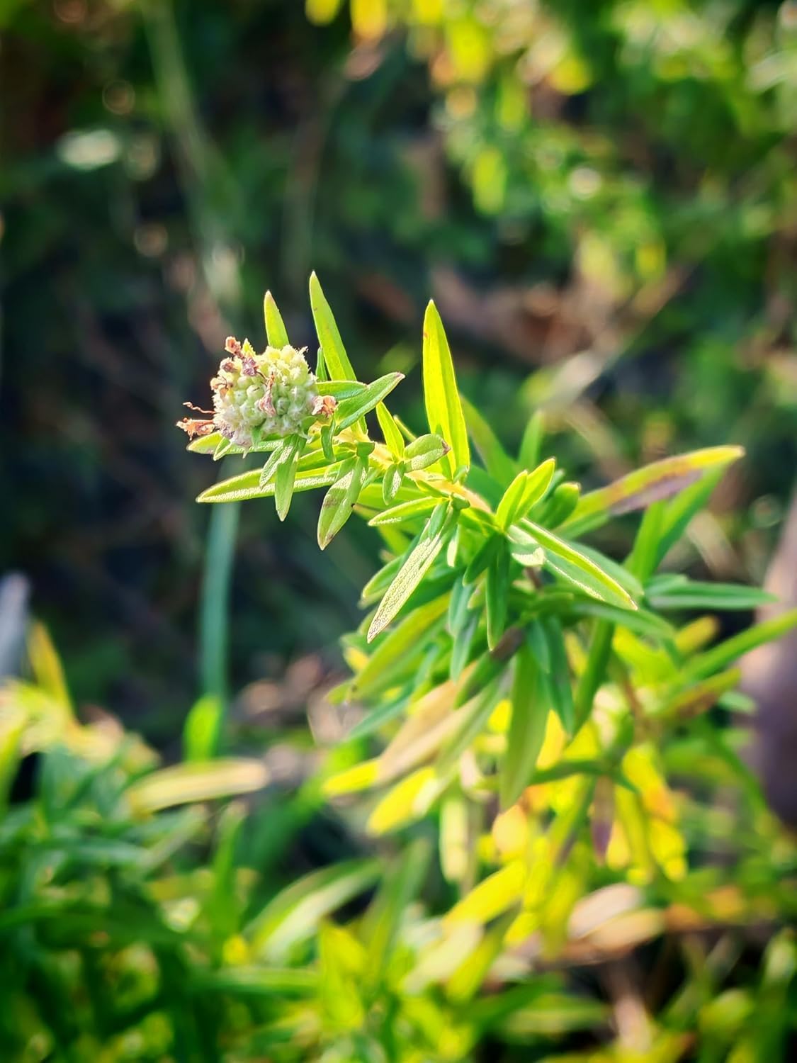 Mountain Mint 100 Herb Seeds - Pycnanthemum virginianum Canada Native Perennial Wildflower, Highly Attractive to Bees &Butterflies, Pollinator Garden Staple