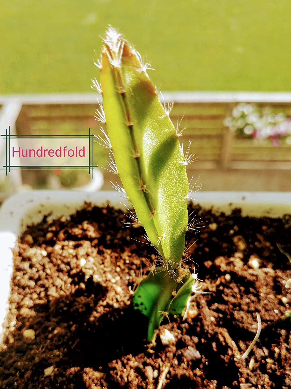 Hundredfold Mini Dragon Fruit Cactus One Small Cutting - Miniature Dragonfruit Pitaya Strawberry Pear, Bare Root, Rooted Live-Plant (No Pot) Indoor Houseplant House Plant