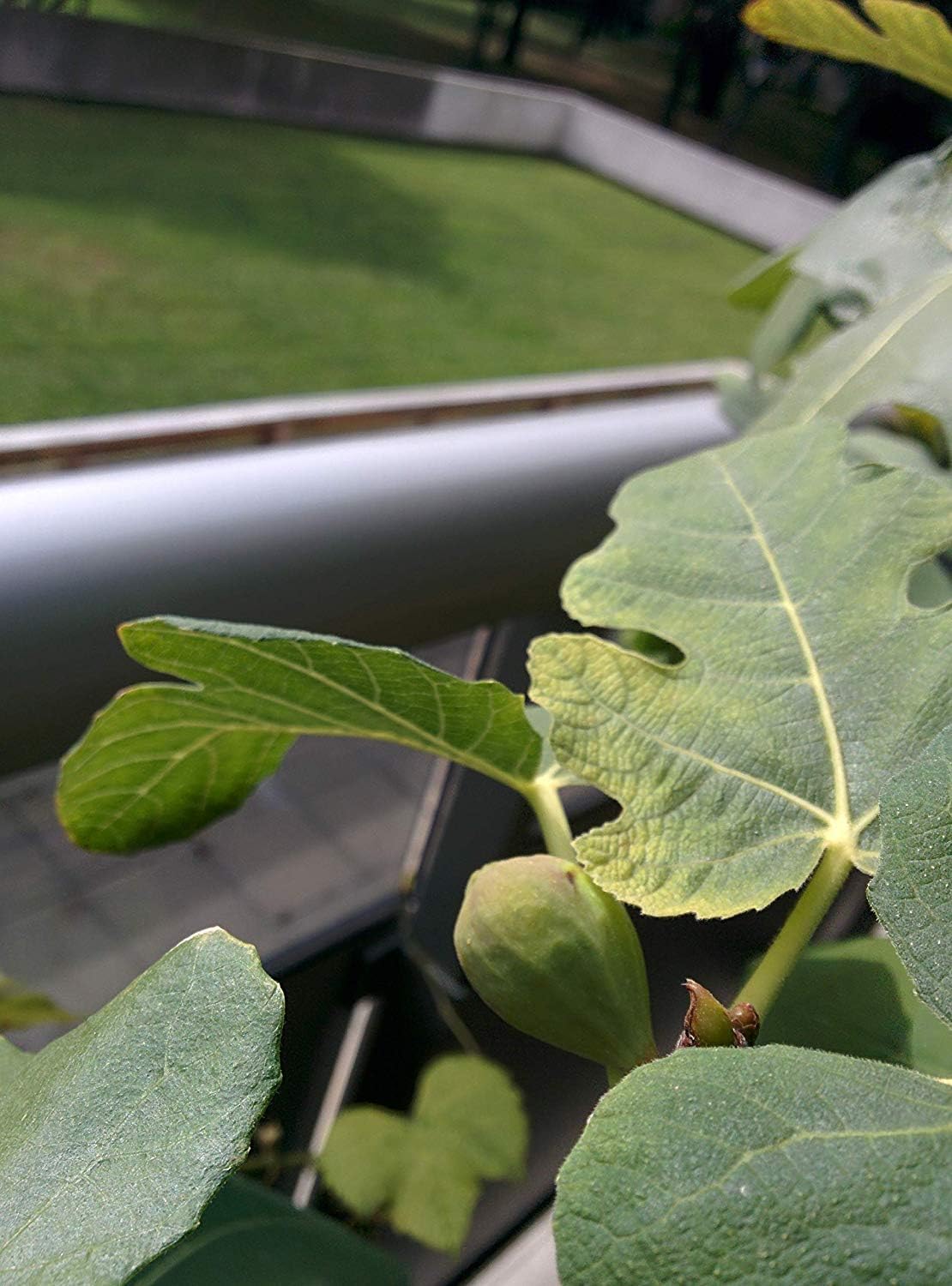 Plante vivante de figue de Chicago centuple rustique à planter – Petite plante à racines nues, fruit sucré, plante d'extérieur ou d'intérieur, résistante au froid