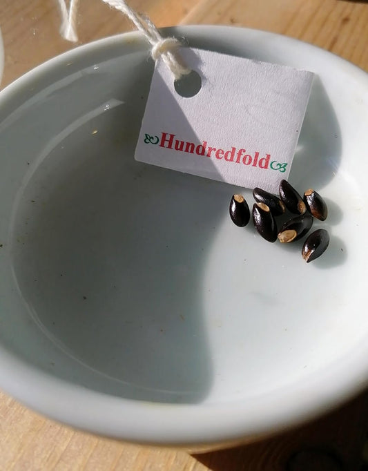 Hundredfold Winterbloom Witch-Hazel Small Tree 5 Seeds - Hamamelis virginiana Ontario Native Shrub, American Witch-Hazel, Snapping Hazelnut