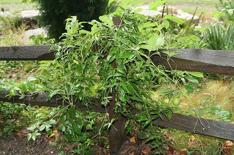 Maypop Purple Passionflower 5 Seeds - Passiflora Incarnata, Apricot Vine, Passion Vine, US Native Perennial with Fragrant Flowers, Edible Fruits