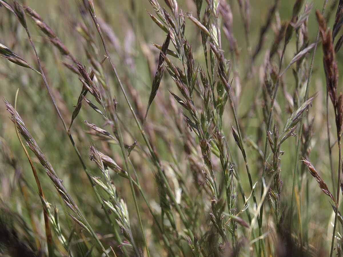 Dense stand of mature Rocky Mountain Fescue grass (Festuca saximontana) in a natural Canadian field, suitable for turf and erosion control.