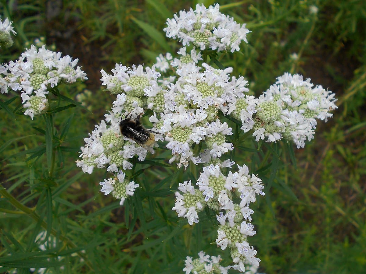 Mountain Mint 100 Herb Seeds - Pycnanthemum virginianum Canada Native Perennial Wildflower, Highly Attractive to Bees &Butterflies, Pollinator Garden Staple