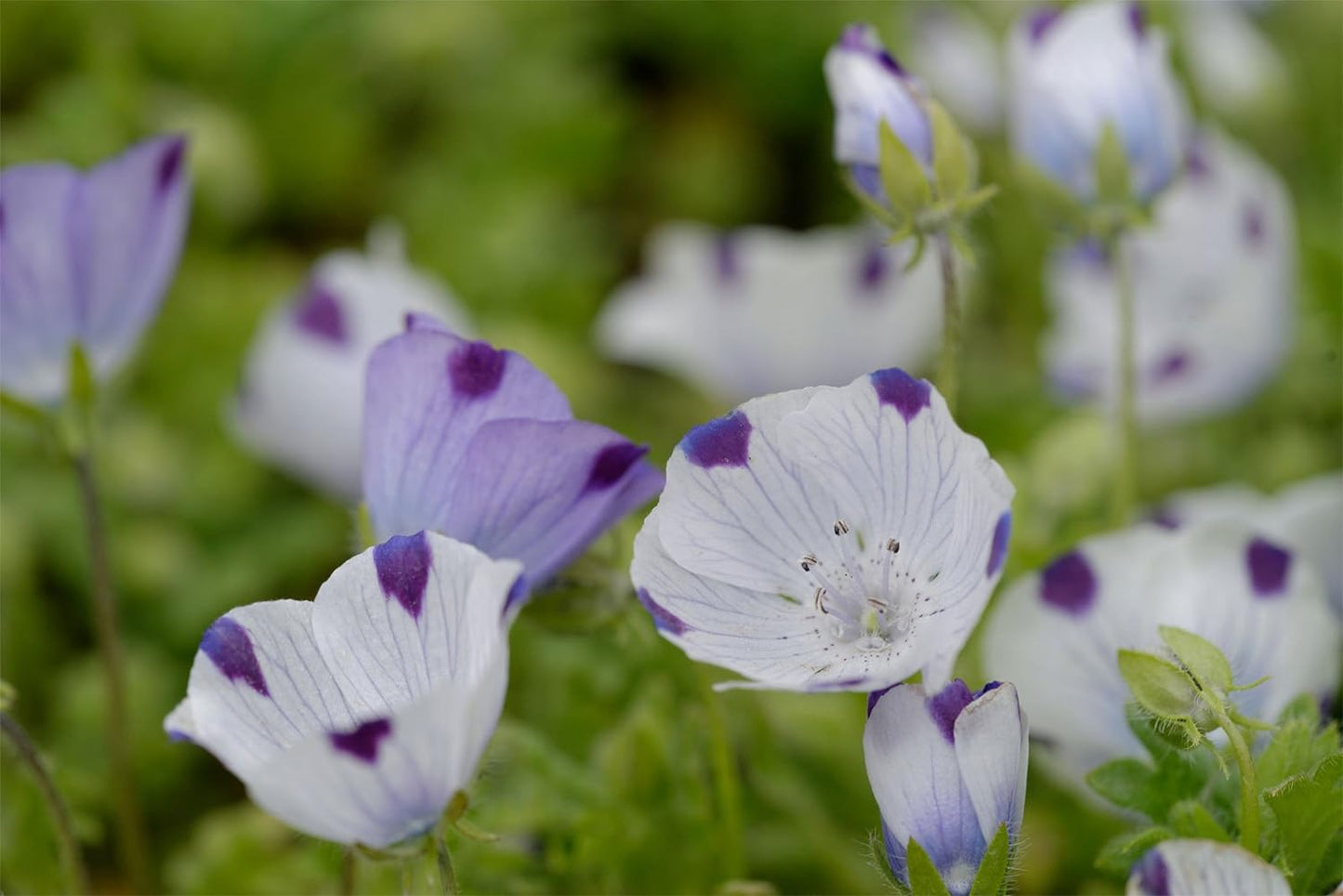 Western Canada Wildflower Mix 10 Grams Untreated Seeds, Mix of 20 Flower Varieties, Includes California Poppy, Fivespot, Lupine & More, Covers 100 Sq Ft, for Orchard, Garden & Lawn