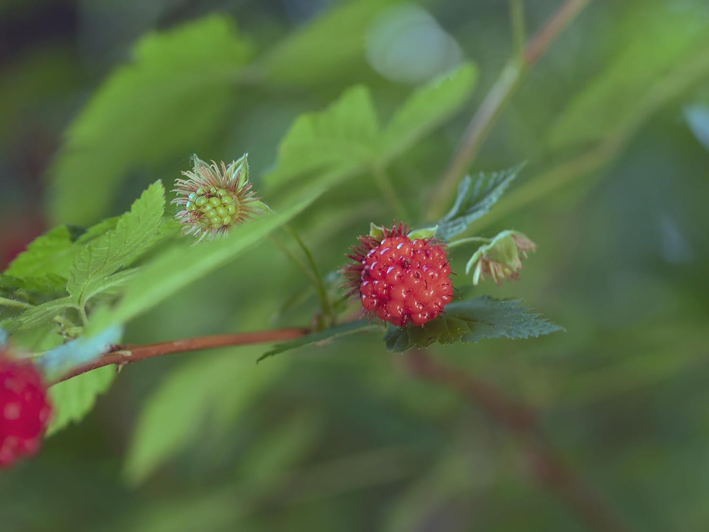 Centuple Saumon Rouge 20 Graines de Fruits - Rubus spectabilis Arbuste indigène de la Colombie-Britannique Baie de Saumon Sucrée