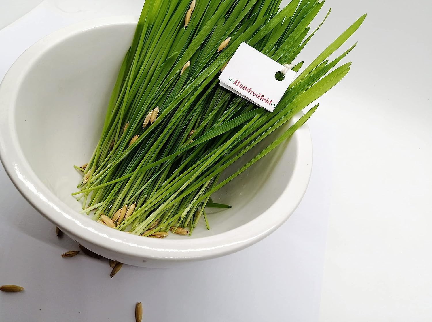 thumbnail image 2 of Organic Oat Grain Cat Grass Seed 8oz Indoor Pet Grass Seeds 2 of 9