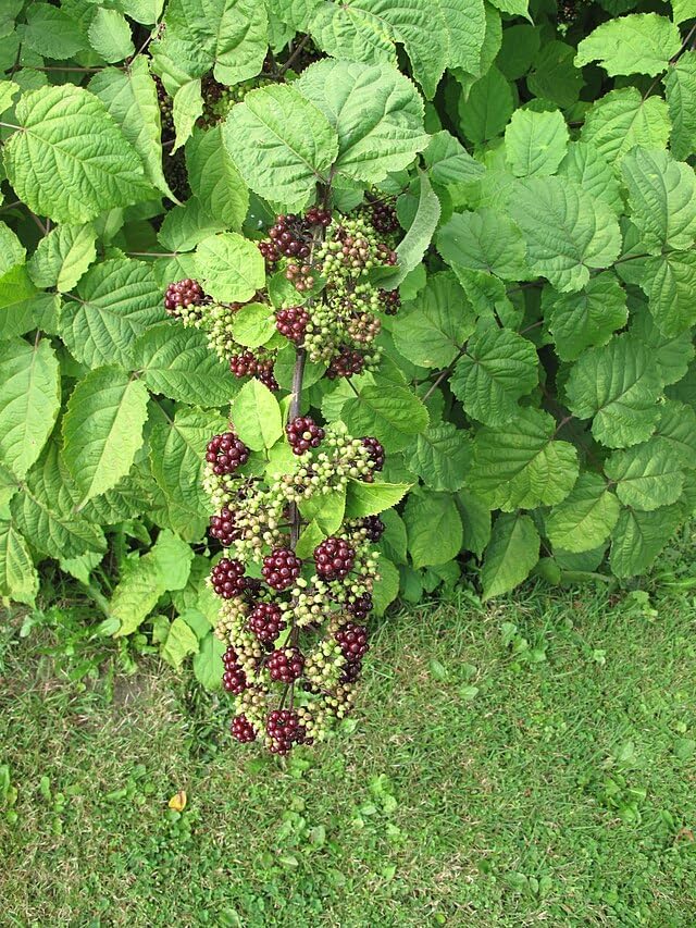 American Spikenard 50 Herb Seeds - Aralia racemose Canada Woodland Native Perennial in The Ginseng Family, Produce Tasty Berries