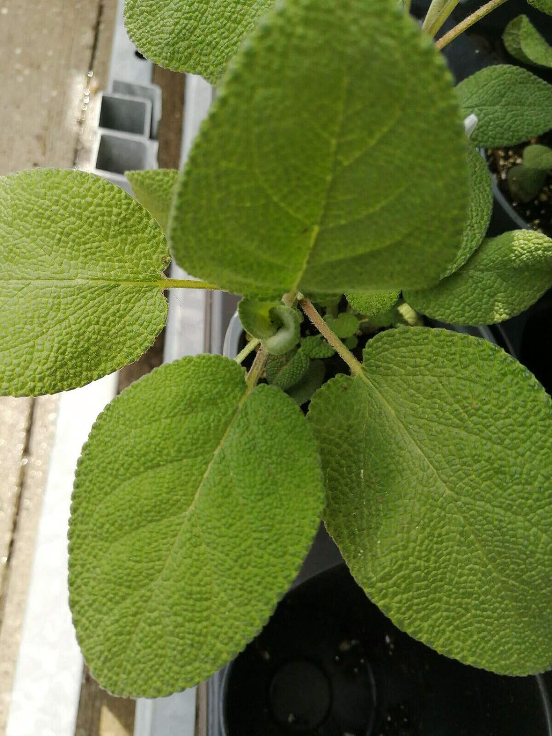 Sauge à feuilles larges centuples 100 graines d'herbes - Salvia officinalis Sauge de jardin non OGM, sauge commune