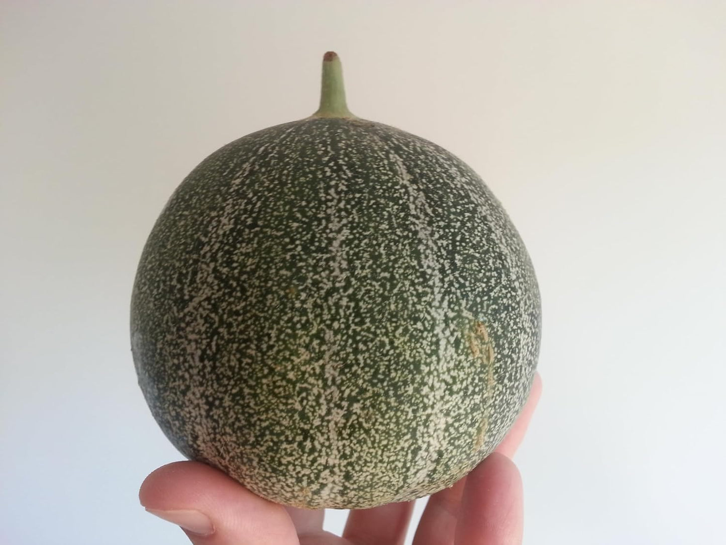Graines de Melon Français Petit Gris de Rennes, Cantaloup Heirloom, 30 Graines