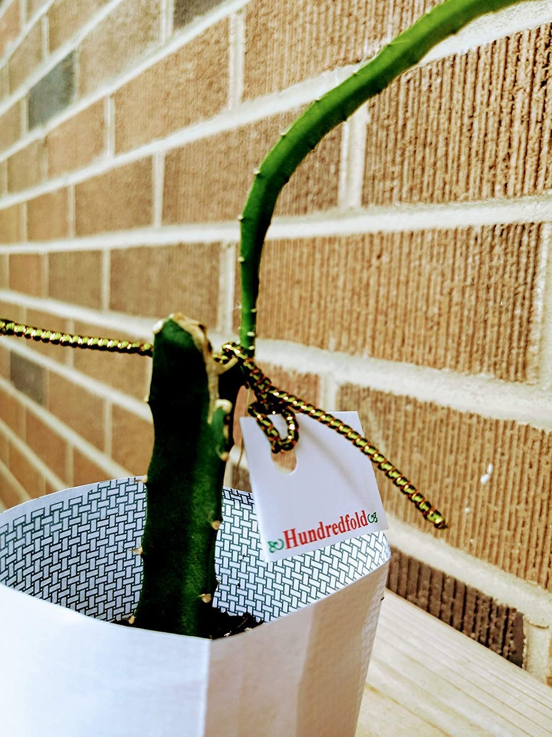 Hundredfold Mini Dragon Fruit Cactus One Small Cutting - Miniature Dragonfruit Pitaya Strawberry Pear, Bare Root, Rooted Live-Plant (No Pot) Indoor Houseplant House Plant