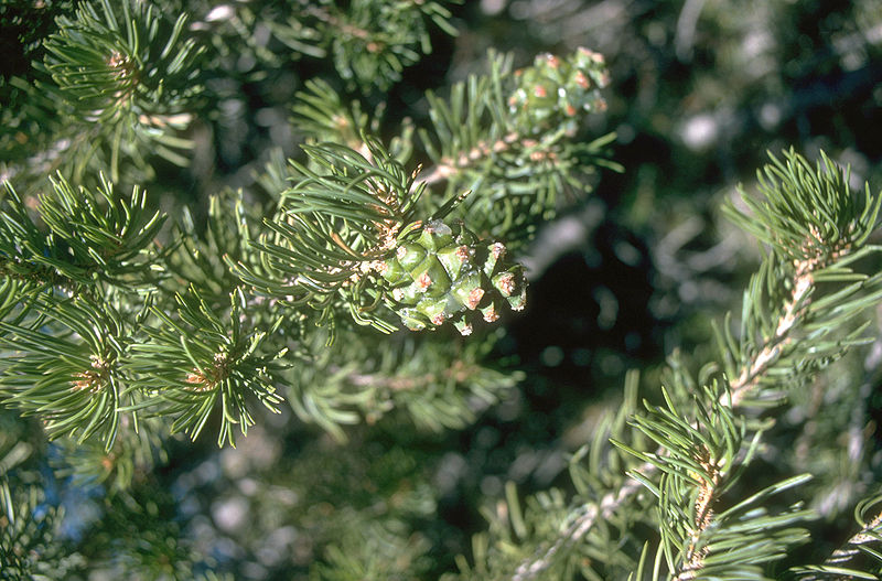 Colorado Pinyon Pine 10 Tree Seeds - Pinus edulis Aromatic Evergreen Produce Edible Nuts