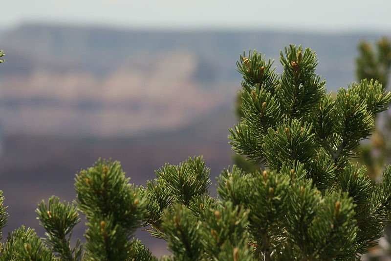 Colorado Pinyon Pine 10 Tree Seeds - Pinus edulis Aromatic Evergreen Produce Edible Nuts