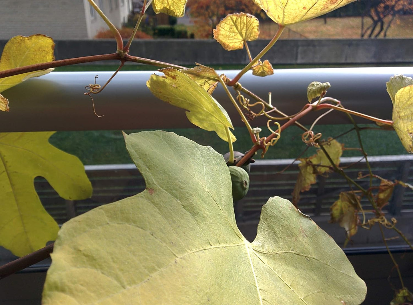 Plante vivante de figue de Chicago centuple rustique à planter – Petite plante à racines nues, fruit sucré, plante d'extérieur ou d'intérieur, résistante au froid