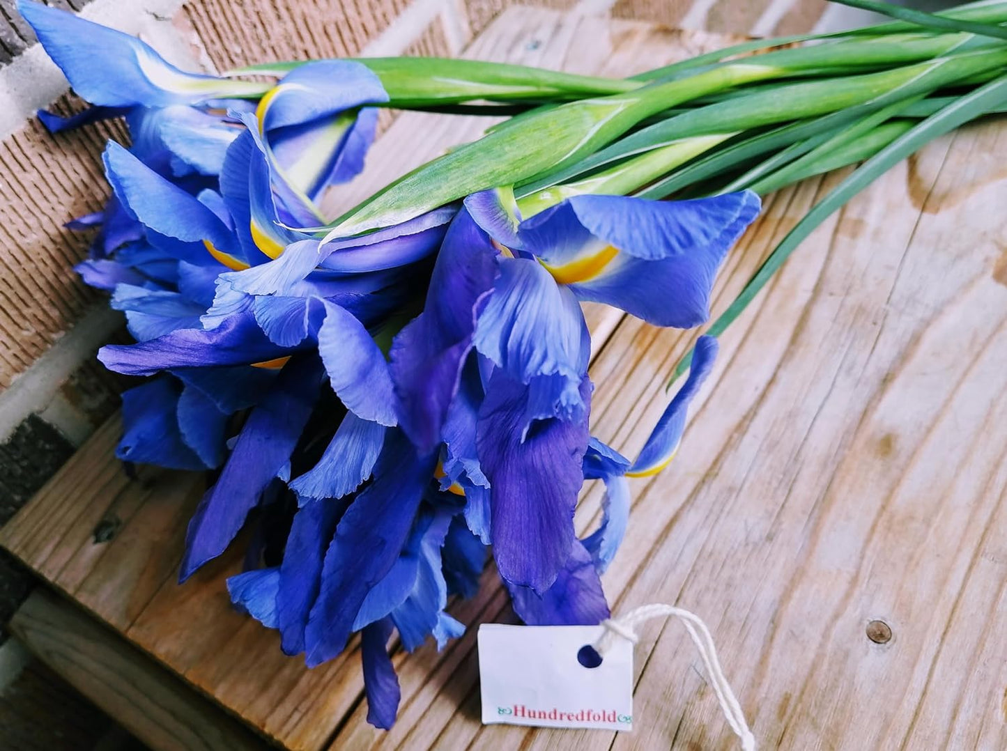 Hundredfold 20 Blue Flag Iris Wildflower Seeds – Iris versicolor Canada Native Flower, Large Blue Iris, Northern Blueflag, Excellent for Ponds and Bogs, Flower Beds and Borders