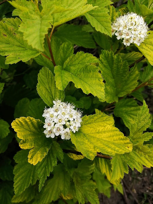 Common Ninebark 30 Seeds - Physocarpus opulifolius North America Native Shrub Low-Maintenance Landscaping Bush