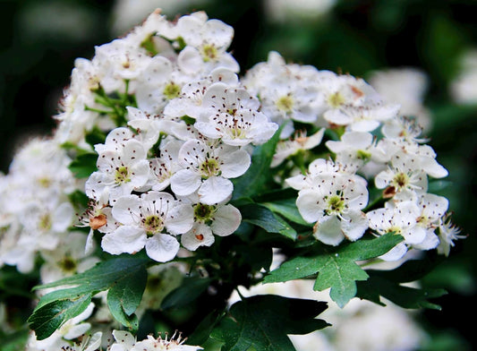 Hundredfold Black Hawthorn 10 Seeds - Crataegus douglasii Pacific Northwest Native Shrub, Small Fruit Tree