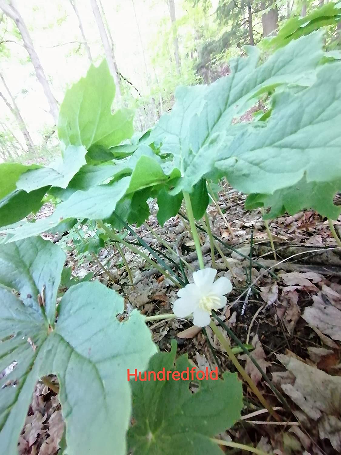 Mayapple Seeds - Podophyllum peltatum (5 Seeds) | Native Canadian Wildflower Shade Groundcover for Woodland Gardens - Hundredfold