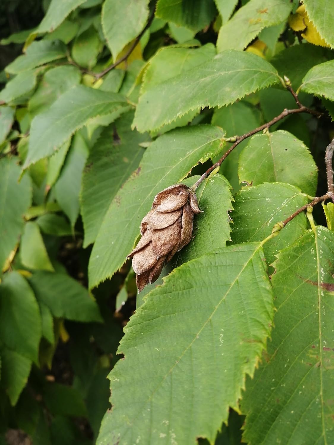 Hundredfold 10 Ironwood Tree Seeds - Ostrya virginiana Eastern Hop-Hornbeam Hophornbeam, Roughbark Ironwood Canada Native Tree, Excellent Firewood
