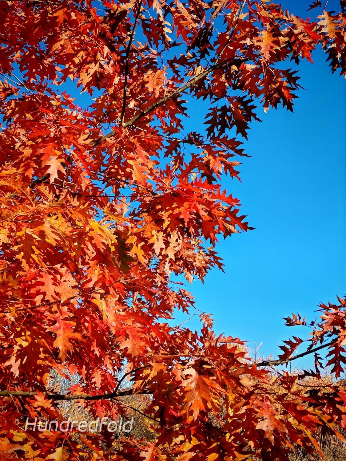 Feuilles de chêne rouge séchées 1 oz (29 grammes) - Artisanat et décoration, artisanat, terrarium d'aquarium, litière pour reptiles, nourriture pour crevettes et poissons