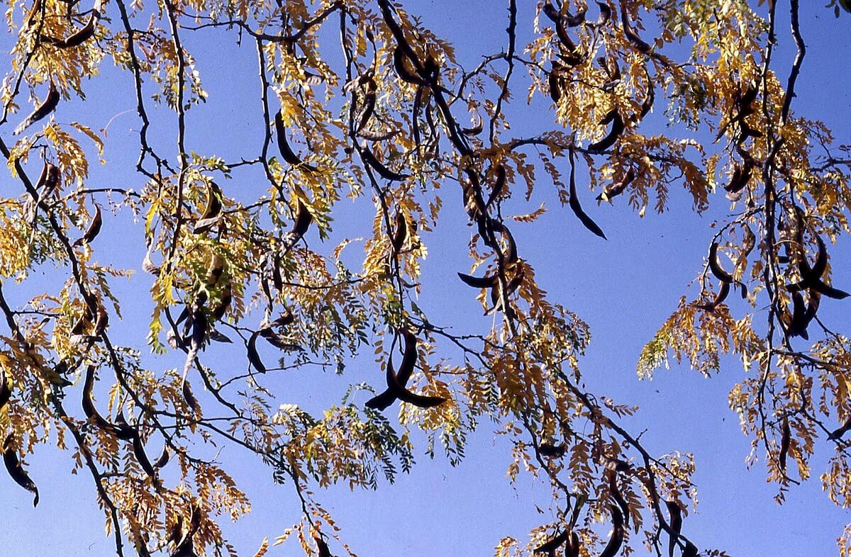 Honey Locust Seeds – 10 Fresh Ontario-Grown Seeds (Gleditsia triacanthos) | Native Shade & Canopy Tree for Windbreak, Erosion Control & Soil Enrichment