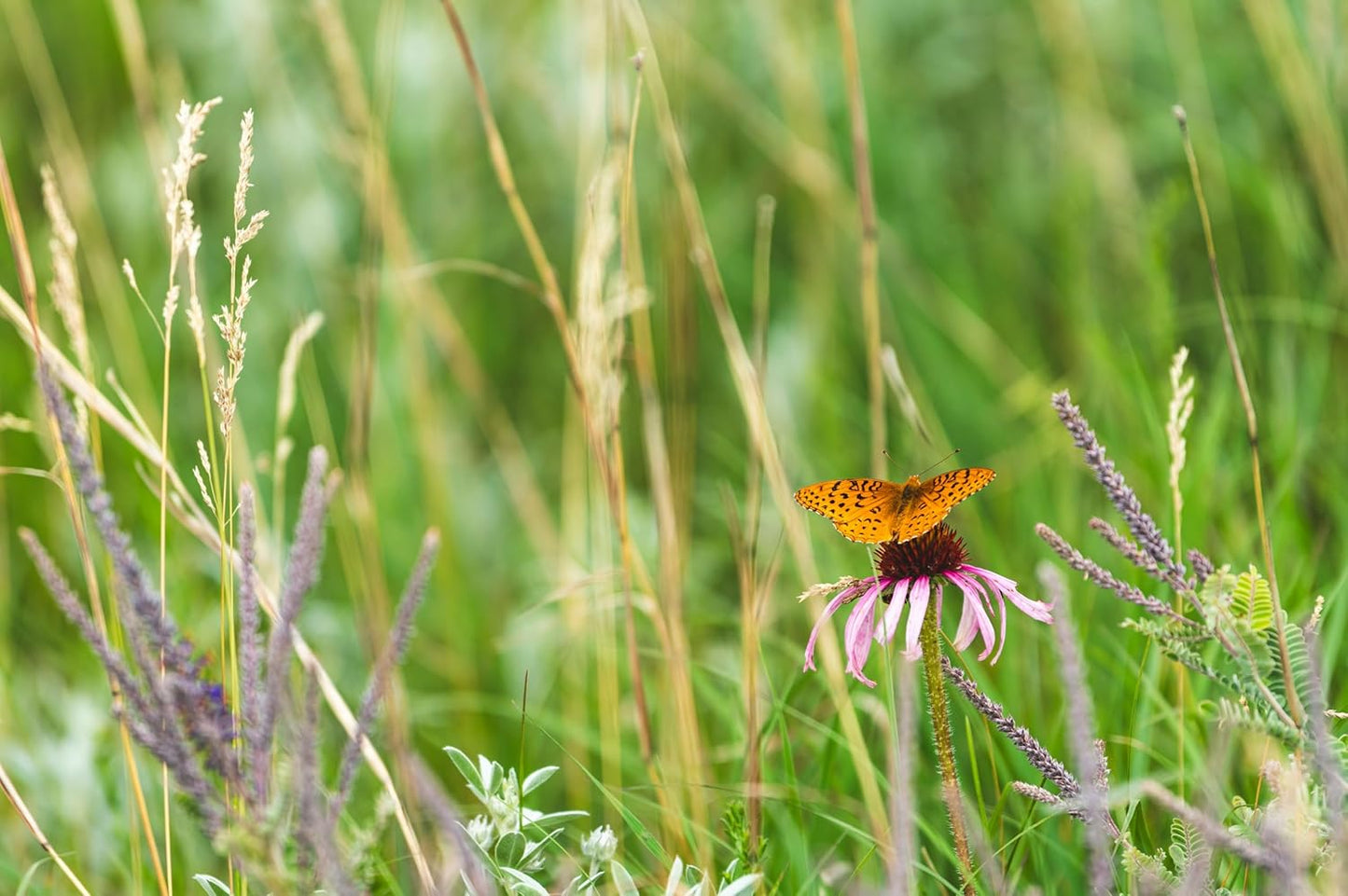 Échinacée pourpre pâle centuple 100 graines - Echinacea pallida Fleur sauvage indigène de l'Ontario, pour les prairies, les jardins de campagne et la restauration